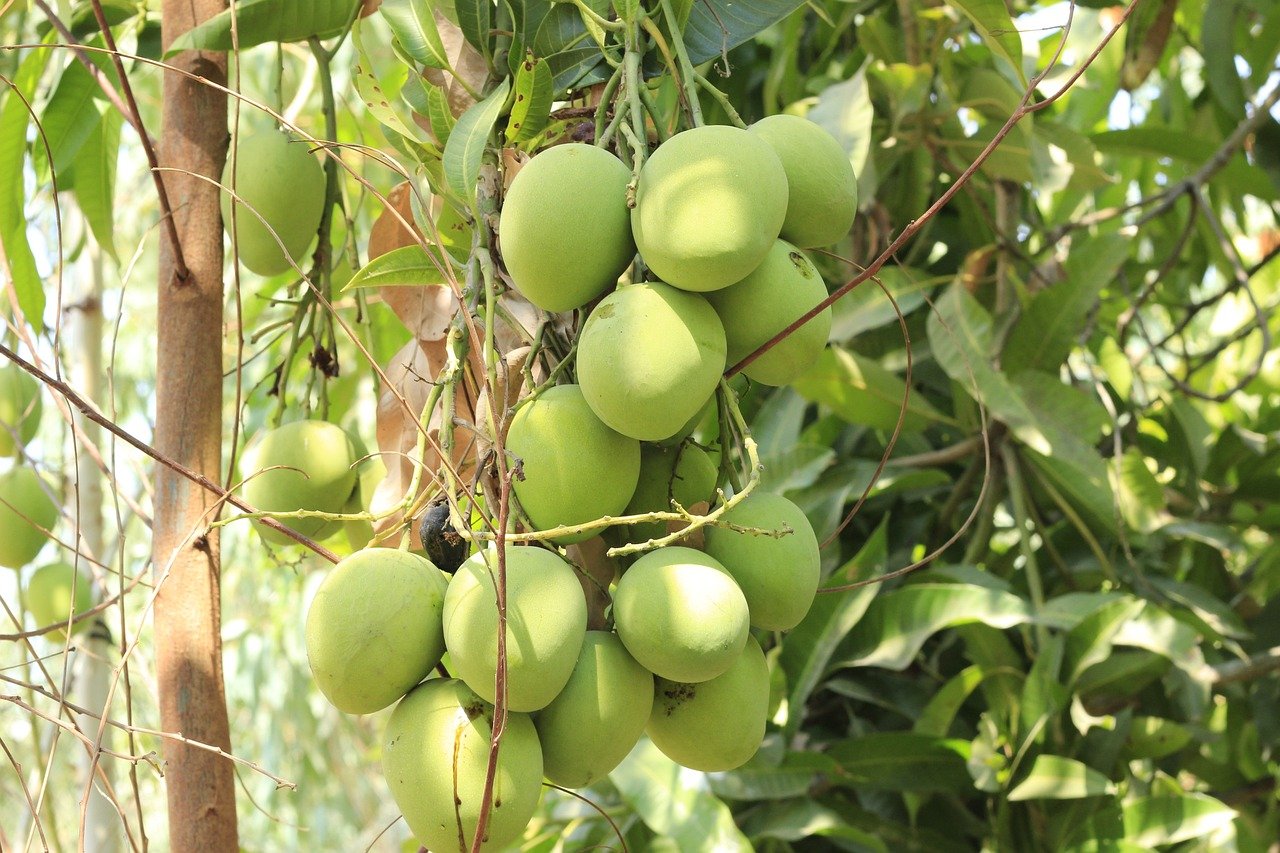 mangga-manalagi-3