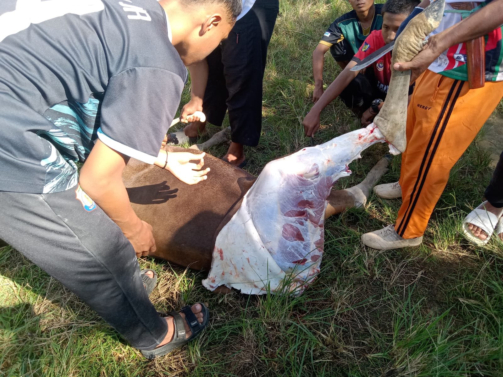 pelaksanaan-ibadah-qurban-29