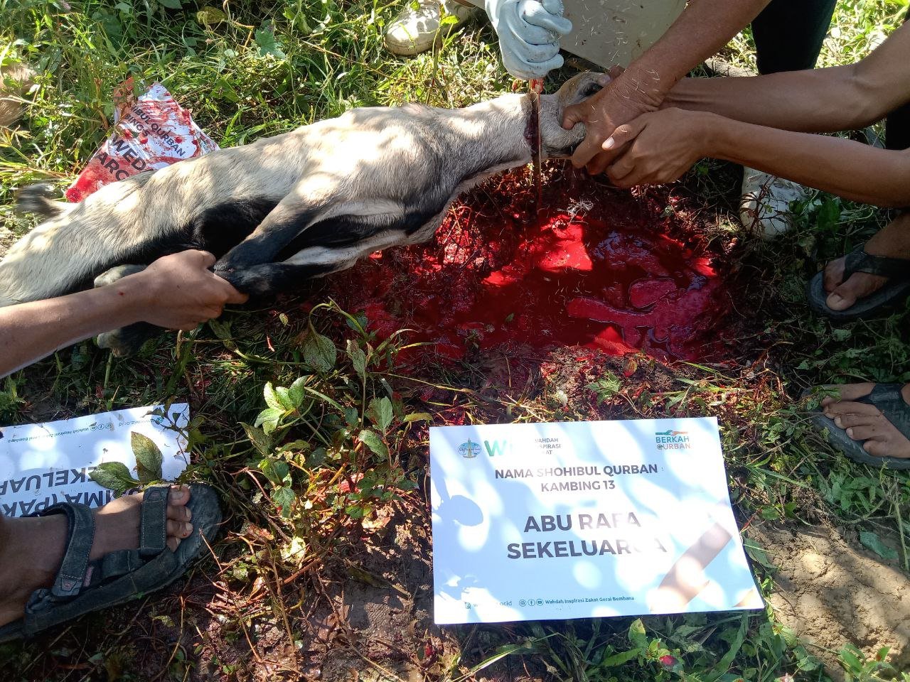 pelaksanaan-ibadah-qurban-7